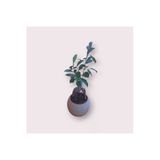 Ficus Ginseng Bonsai 30 Cm, 2 Ana Dal, Iç Mekan - Ofis Bitkisi