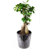 Ficus Ginseng Bonsai 40 Cm