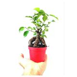 Ficus Ginseng Bonsai 8,5 Saksıda