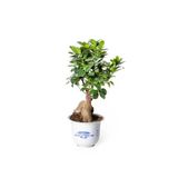 Ficus Ginseng Bonsai - Adam Ağaç - Ev Ofis Salon Iç Mekan Bitkisi - Ø:17 Cm - H:40 Cm