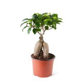 Ficus Ginseng Bonsai Adam Ağaç Ev Ofis Salon İç Mekan Bitkisi 30-40 Cm