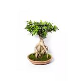 Ficus Ginseng Bonsai - Adam Ağaç - Ev Ofis Salon Iç Mekan Bitkisi - Ø:35 Cm - H:70 Cm