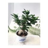 Ficus Ginseng Bonsai Ağacı 750 Gr