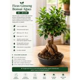 Ficus Ginseng Bonsai Ağacı Saksı, 20-30 cm | Özel Ginseng Kök Yapısı, İç Mekan Bitkisi