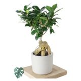 Ficus Ginseng (bonsai Ağacı)