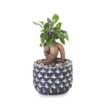 Ficus Ginseng Bonsai - Beton Saksıda Canlı Çiçek