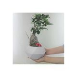 Ficus Ginseng Bonsai & Beyaz Geometrik Beton Saksıda Hediyelik Canlı Çiçek