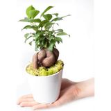 Ficus Ginseng Bonsai - Beyaz Lily