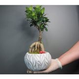 Ficus Ginseng Bonsai & Beyaz Vane Beton Saksıda Hediyelik Canlı Çiçek