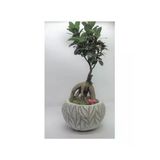 Ficus Ginseng Bonsai & Beyaz Vane Serisi Beton Saksı