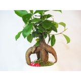 Ficus Ginseng Bonsai & Beyaz Venüs Beton Saksıda Hediyelik Canlı Çiçek
