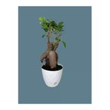 Ficus Ginseng Bonsai Dekoratif Beyaz Saksılı