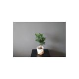 Ficus Ginseng Bonsai Ev Ofis Bitkisi