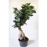 Ficus Ginseng Bonsai Ev Ofis Salon Bitkisi