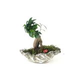 Ficus Ginseng Bonsai & Gri Roda Beton Saksıda Hediyelik Canlı Çiçek