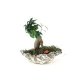 Ficus Ginseng Bonsai & Gri Roda Beton Saksıda Lik Canlı Çiçek