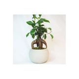 Ficus Ginseng Bonsai & Gri Venüs Beton Saksıda Hediyelik Canlı Çiçek