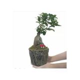 Ficus Ginseng Bonsai & Odunsu Muds Beton Saksıda Hediyelik Canlı Çiçek