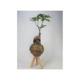 Ficus Ginseng Bonsai & Odunsu Remz Ayaklı Beton Saksıda Hediyelik Canlı Çiçek