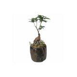 Ficus Ginseng Bonsai Remz Odun Beton Saksıda Hediyelik Canlı Çiçek
