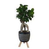 Ficus Ginseng Bonsai Siyah Damla Saksıda