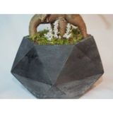 Ficus Ginseng Bonsai & Siyah Geometrik Beton Saksıda Hediyelik Canlı Çiçek