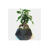 Ficus Ginseng Bonsai & Siyah Geometrik Serisi Beton Saksı