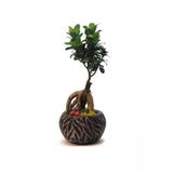 Ficus Ginseng Bonsai & Siyah Vane Beton Saksıda Hediyelik Canlı Çiçek