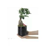 Ficus Ginseng Bonsai Siyah Yuts Beton Saksıda Hediyelik Canlı Çiçek