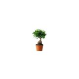 ficus ginseng bonsai