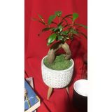 Fıcus Ginseng
