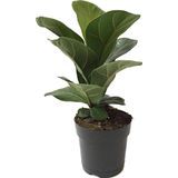 Ficus Lyrata 'Bambino' (Kauçuk Çiçeği)