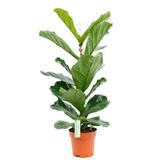 Ficus Lyrata Keman Yapraklı Kauçuk Bitkisi 50 - 60 Cm