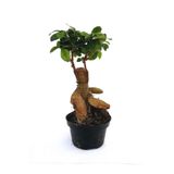 Ficus Mi Ginseng Bonsai 20-25 Cm Ev Ofis Salon Bitkisi