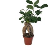 Ficus Microcarpa 'Bonsai'