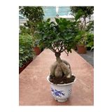 Ficus Microcarpa Ginseng Bonsai Orta Boy