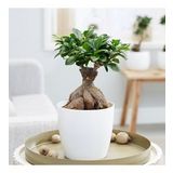 ficus microcarpa ginseng bonsai