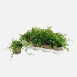 Ficus Pumila Bitkisi
