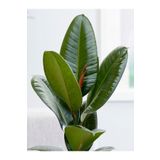 Ficus Robusta Ikili Kauçuk Çiçeği 2'li Elastica 85-95 Cm