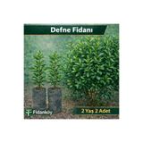 Fidan Defne fidanı Tüplü 2 adet