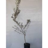 Fidan Dükkanı Gemlik Trilye Zeytin Fidanı