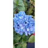 Fidan Paketim Ortanca Fidanı Hydrangea Macrophylla ,