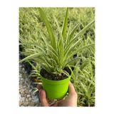 FİDAN PAZARI Kurdele çiçeği (Chlorophytum) hava temizleyen bitki