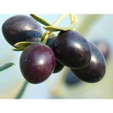 Fidan & Peyzaj Bursa 3 Adet Gemlik Zeytin Fidanı (2 Yaş / 120 cm Boyda / Tüplü)