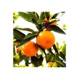 Fidan Sahası Tüplü Aşılı Satsuma Mandalina Fidanı Yaş 1-2 Boy 90-110cm