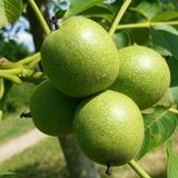 Fidan Şebin Ceviz Fidanı