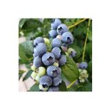 Fidan Şehri Meyve Verme Durumunda DARROW Cinsi Yaban Mersini Blueberry Fidanı, Tüplü