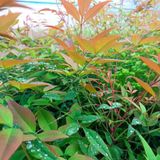 Fidan Sepetim 10 Adet Cennet Bambusu Bitkisi Nandina Domestica 60-80 Cm