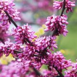 Fidan Sepetim 2 Yaş Erguvan 'Cercis siliquastrum'