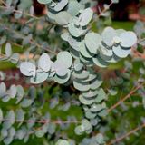Fidan Sepetim 2 Yaş Eucalyptus Cinerea Silver Dollar Bodur Okaliptus